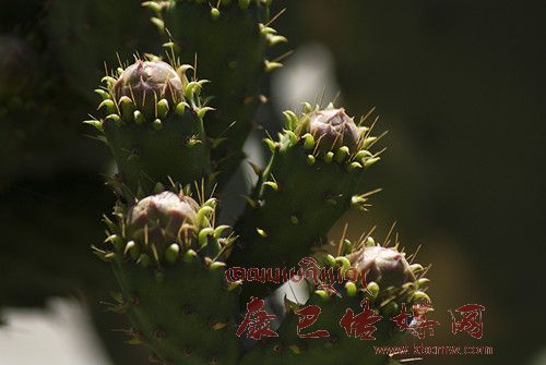 文化旅游鎮：姑咱鎮