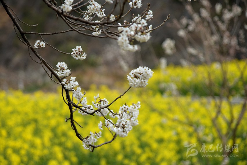 美麗鄉村春來(lái)早 正是瀘定賞花時(shí)