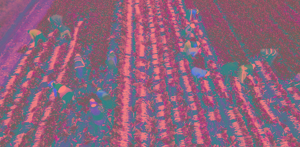 理塘縣高山蘿.jpg