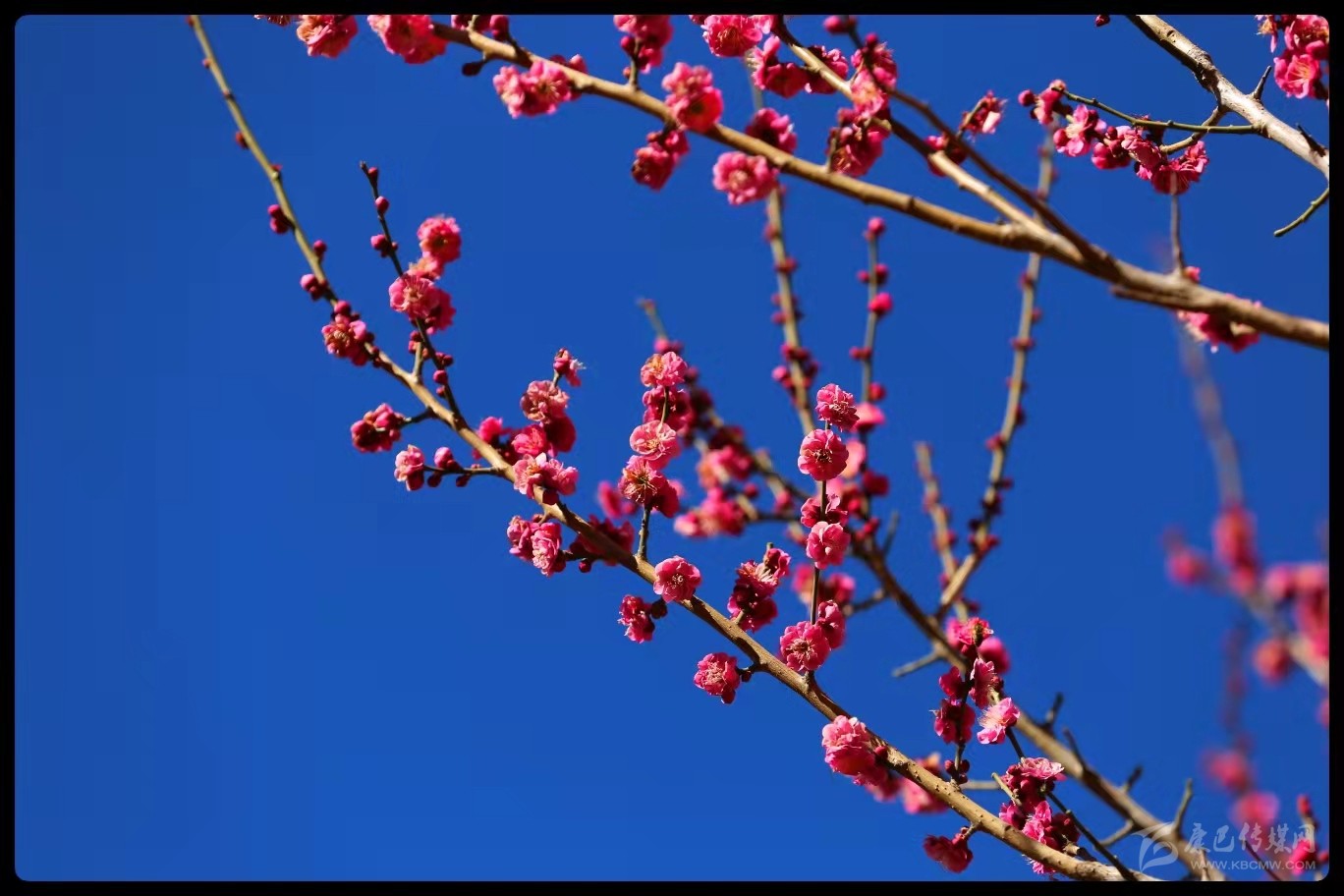 早春時(shí)節春意鬧 梅花枝頭俏