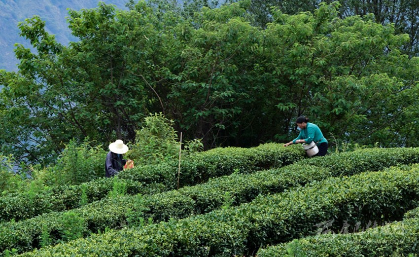 正是春茗好時(shí)節