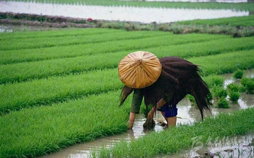 芒種時(shí)節