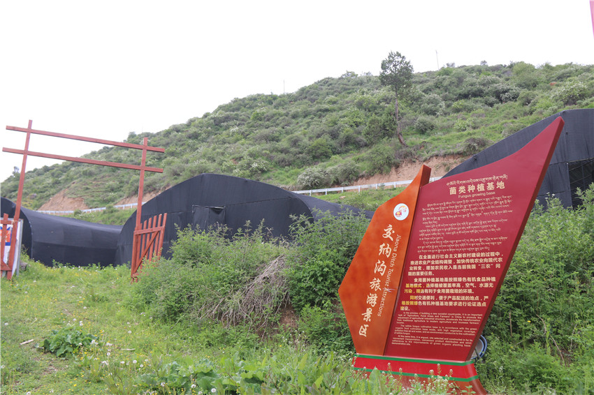 菌類(lèi)種植.JPG