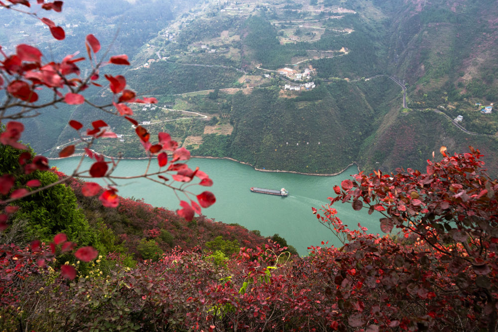 船舶行駛在紅葉掩映下的長(cháng)江三峽重慶市巫山縣水域（2023年11月30日攝）。新華社記者 肖藝九 攝