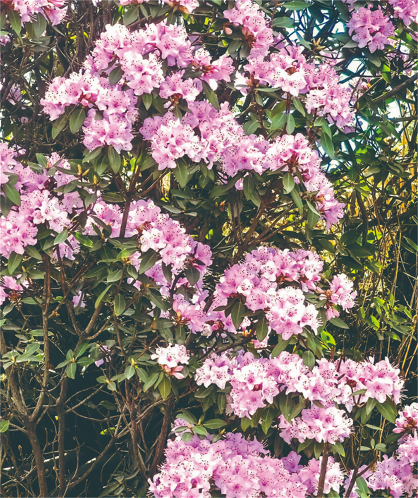 『花』點(diǎn)時(shí)間 莫負六月風(fēng)光好