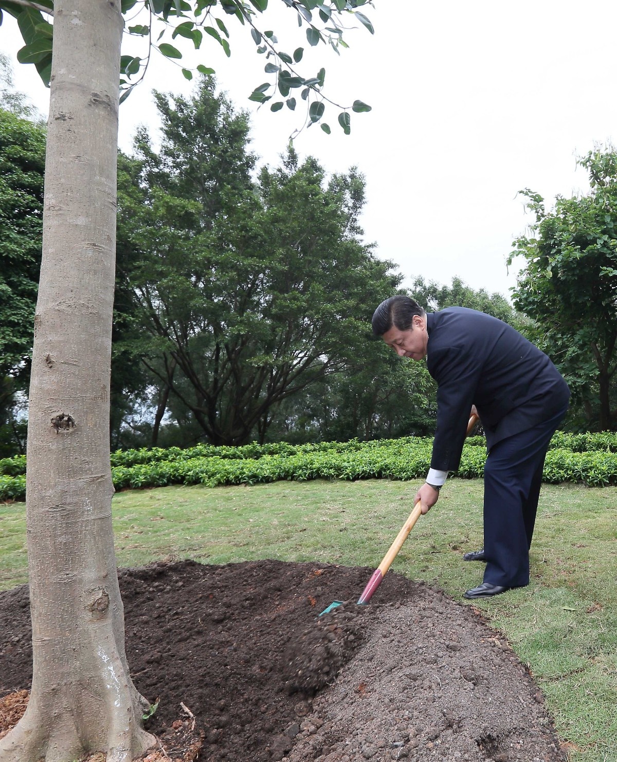 2012年12月8日，習近平在深圳蓮花山公園種下一棵高山榕樹(shù)。