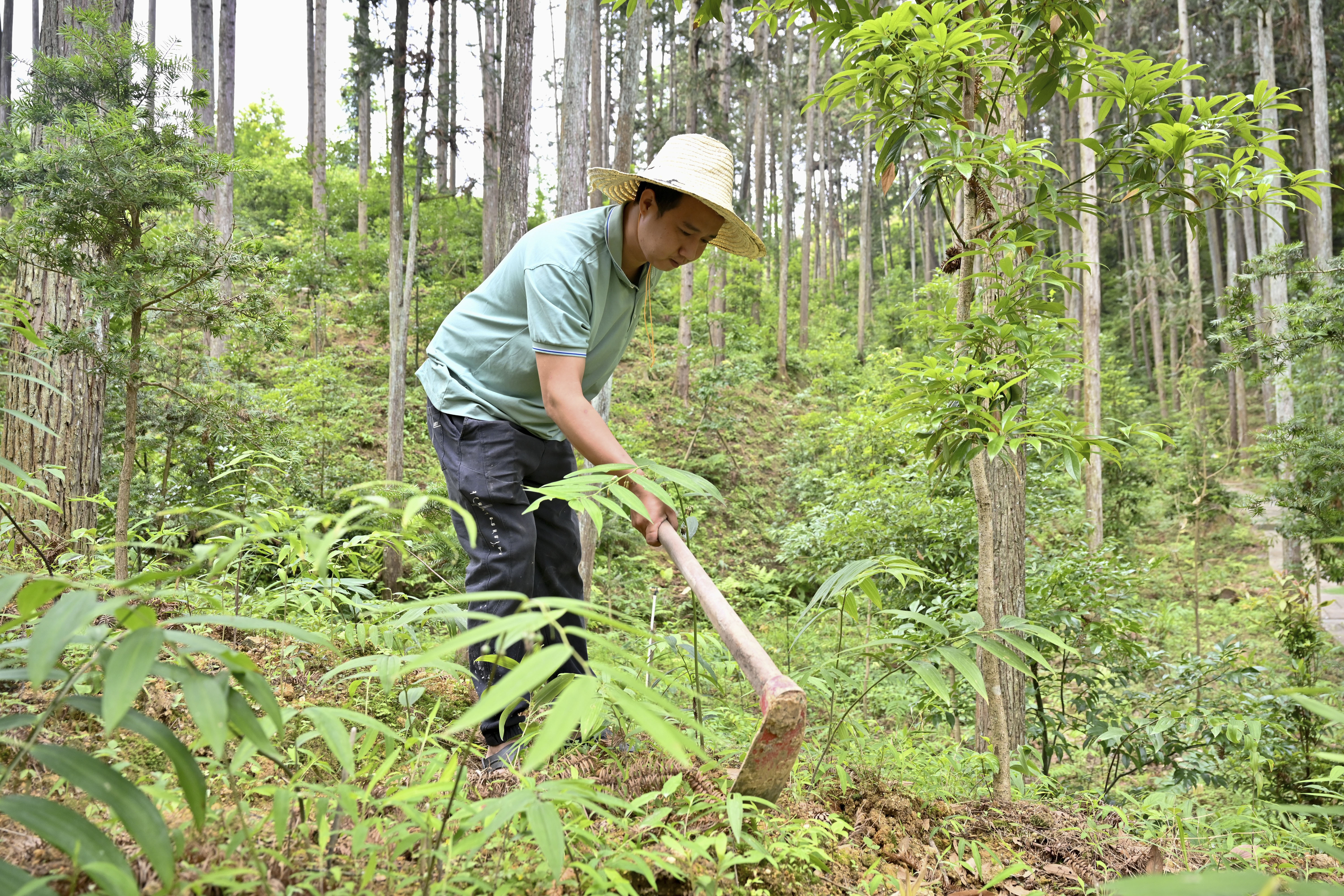 2024年5月9日，福建省三明市馬巖林下經(jīng)濟種植示范基地工人在管理林下種植的多花黃精。
