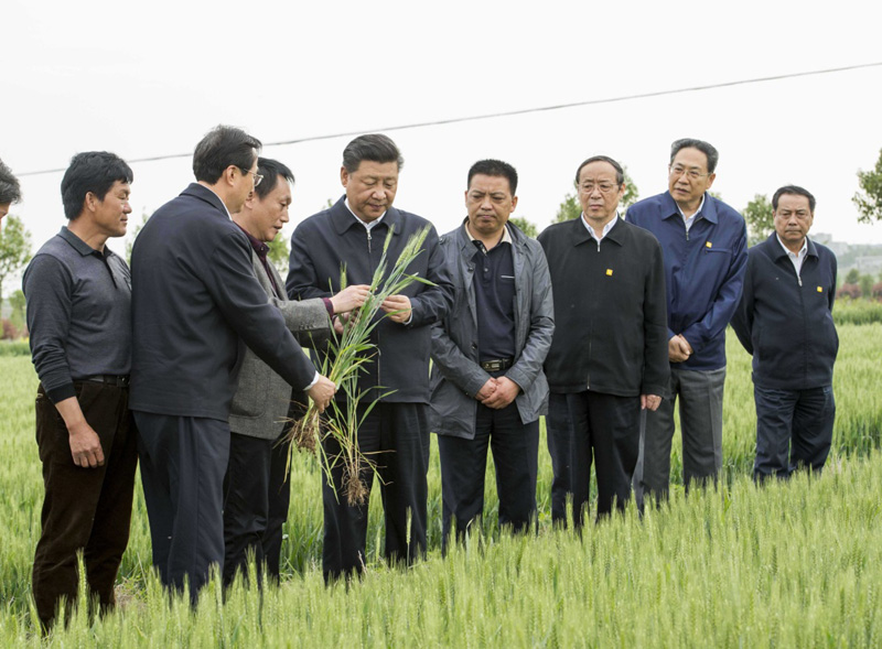2016年4月25日下午，習近平在安徽滁州市鳳陽(yáng)縣小崗村察看小麥長(cháng)勢。左一為種糧大戶(hù)程夕兵。新華社記者 李學(xué)仁 攝